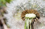 Common dandelion